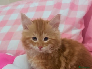 British Longhair cats - Advert 2