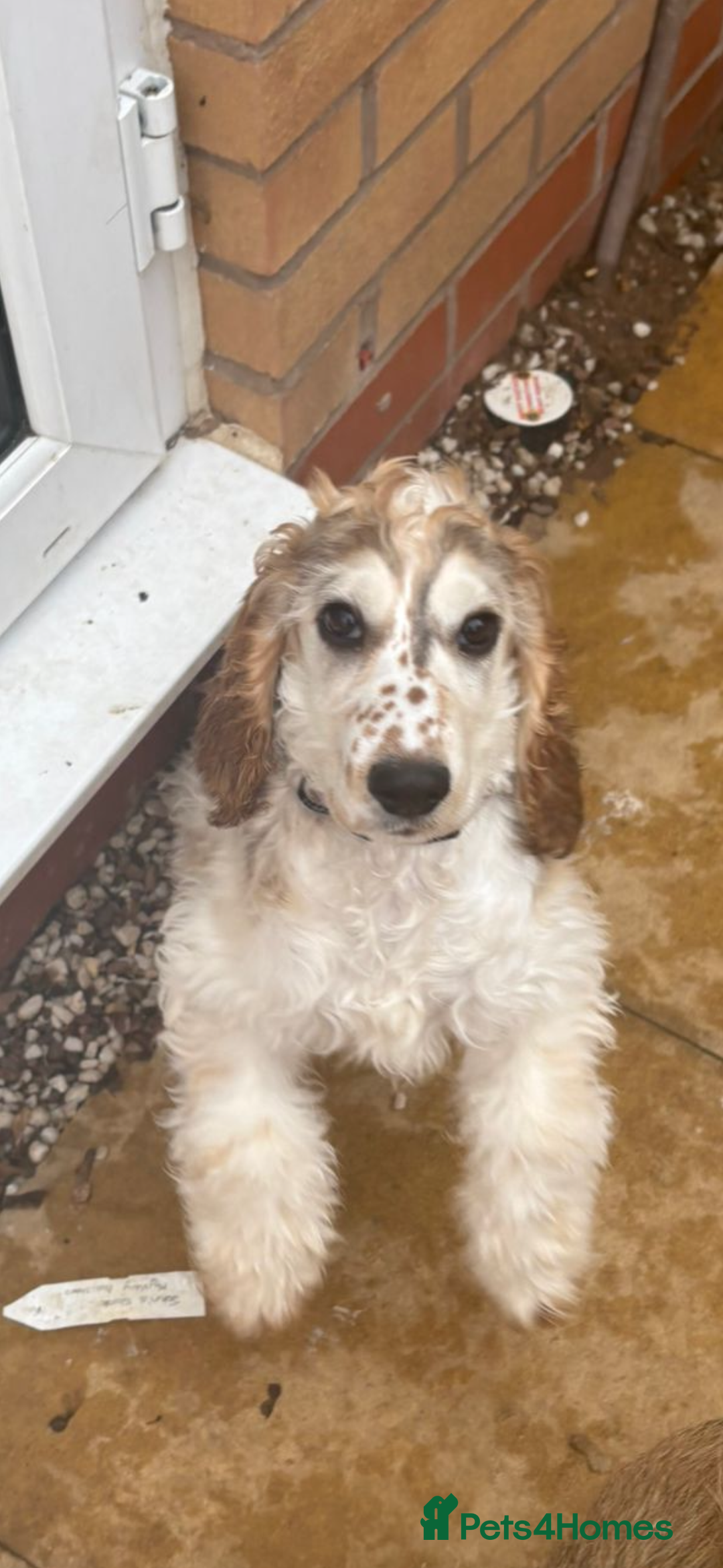 Cocker Spaniel dogs for sale: Kc 5 month old show cocker spaniel girl - Advert 3