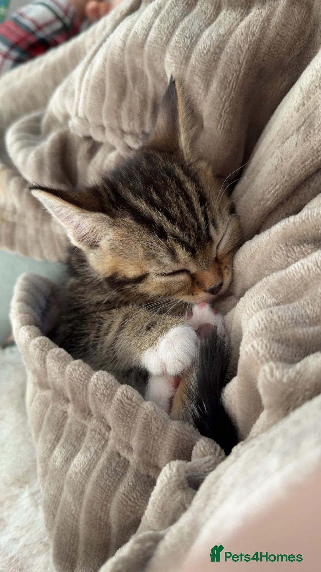 Mixed Breed cats for sale: Female kitten - Advert 2