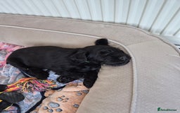 Miniature Schnauzer dogs for sale: Adorable KC Reg Miniature Schnauzer Puppies - Image 4