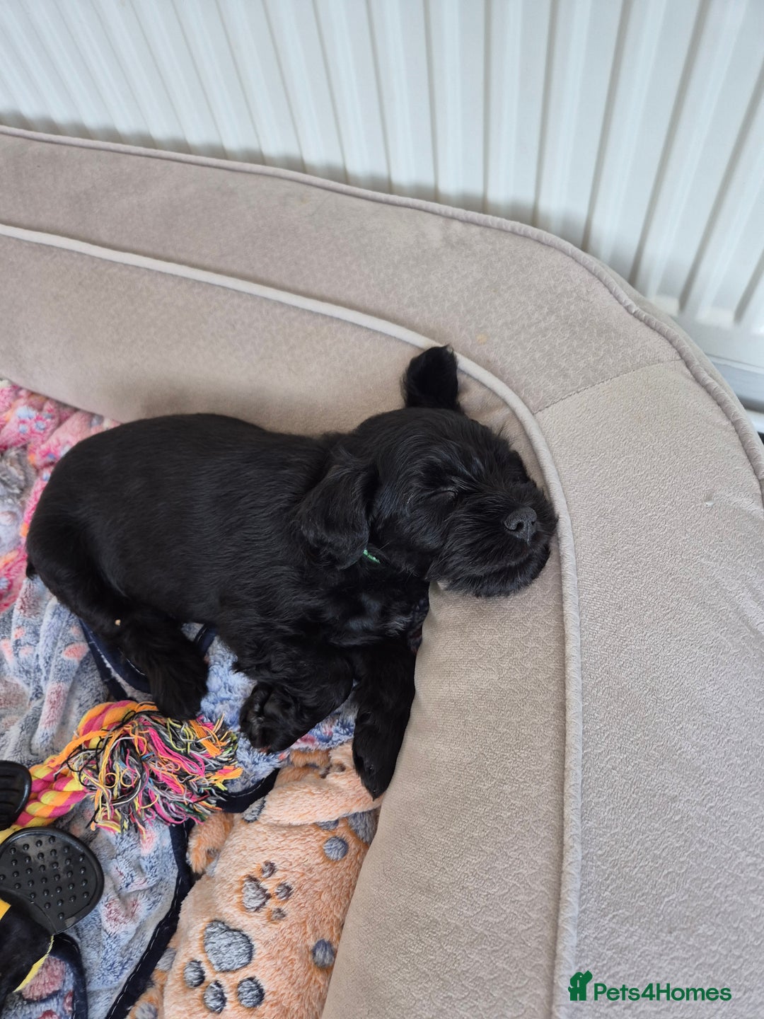 Miniature Schnauzer dogs for sale: Adorable KC Reg Miniature Schnauzer Puppies - Image 4