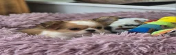 Chihuahua dogs for sale: Amazing Longcoat Apple head Chihuahua Puppies - Advert 6