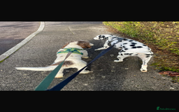 Mixed Breed dogs for sale:  Dalmaspoodles! Dalmation X springer/poodle pups - Image 24