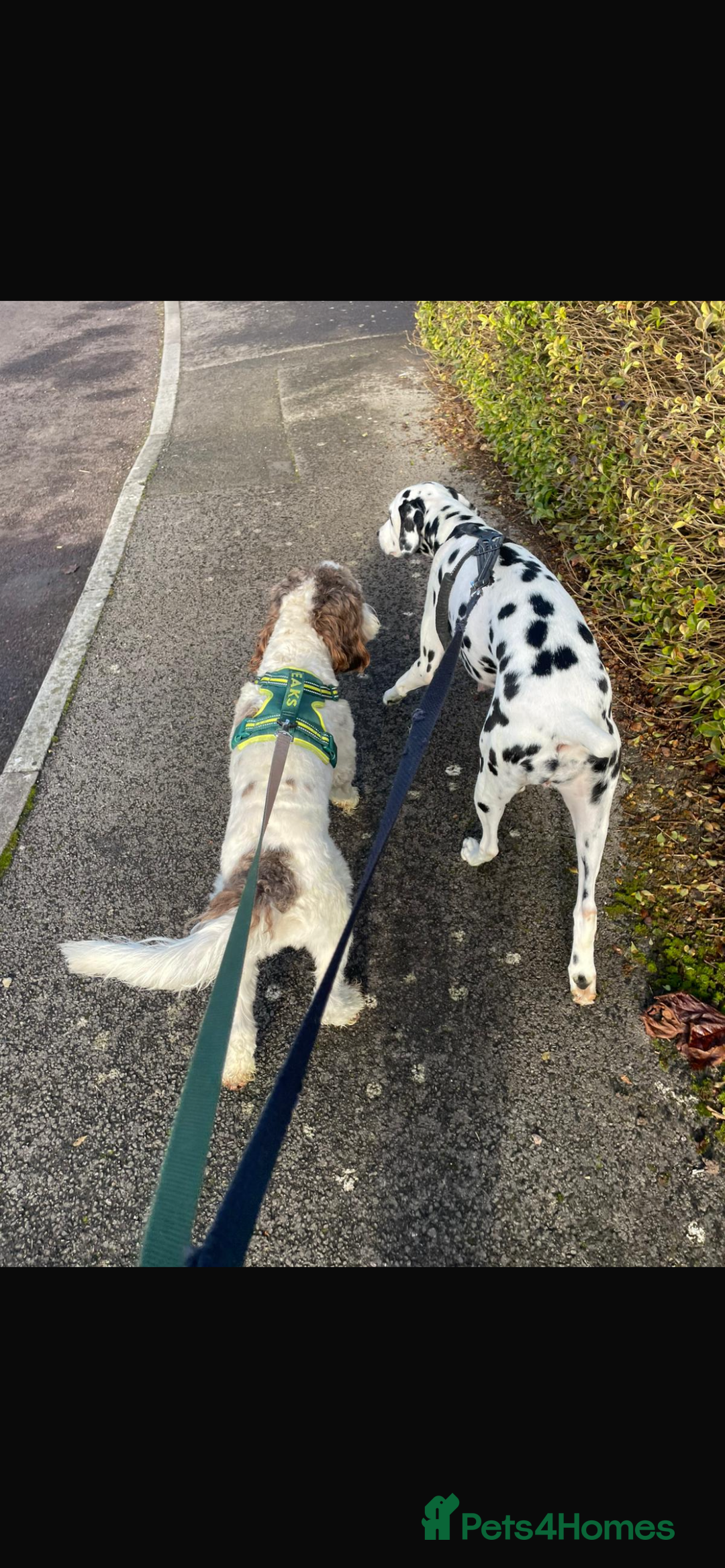Mixed Breed dogs for sale:  Dalmaspoodles! Dalmation X springer/poodle pups - Image 24