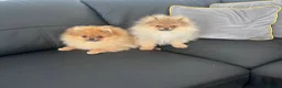 Pomeranian dogs for sale: Teddy Face🐻Small Size🏆KC - Advert 9