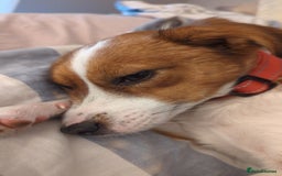 Mixed Breed dogs for sale: Roo - Lovely Small Dog - Image 14