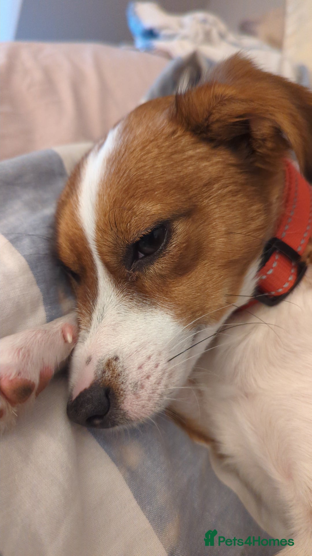Mixed Breed dogs for sale: Roo - Lovely Small Dog - Image 14