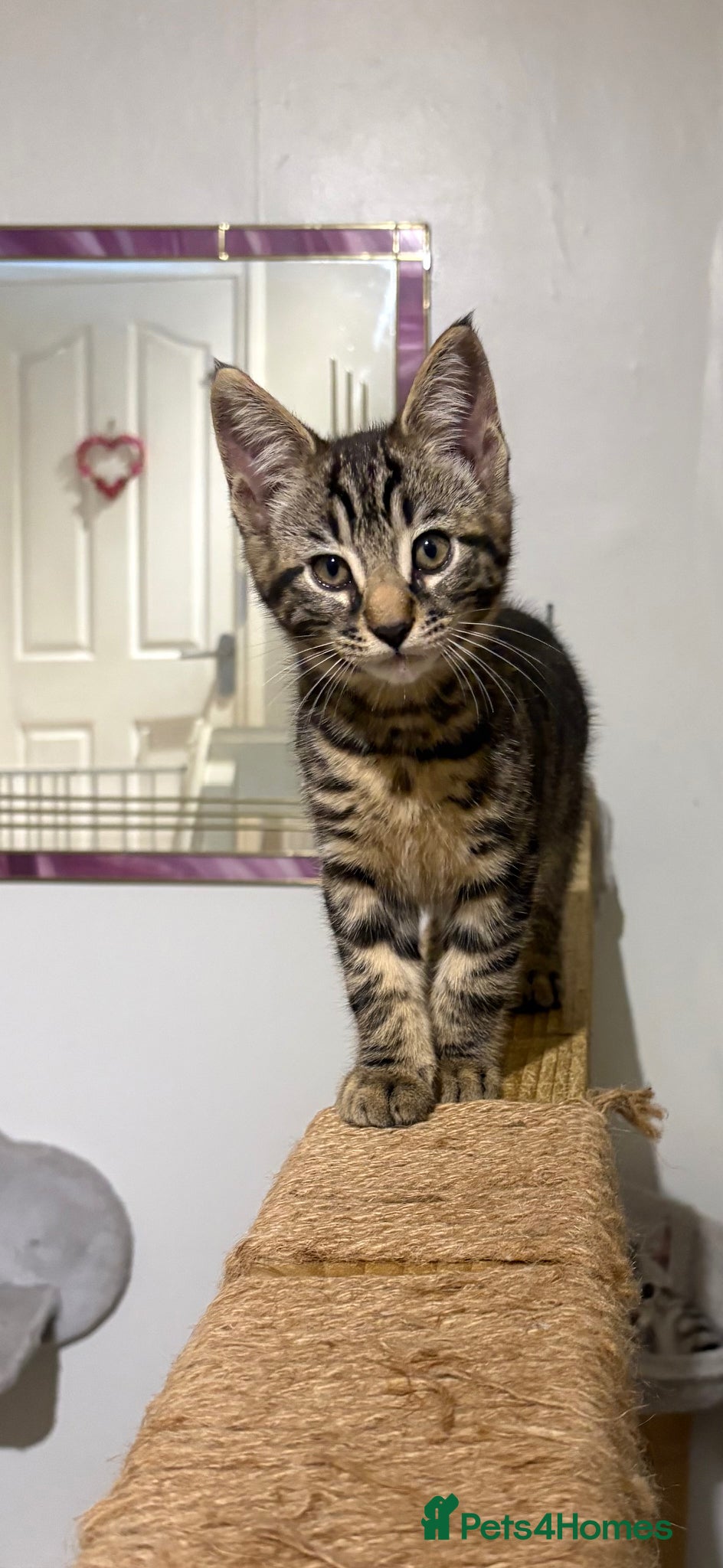 Mixed Breed cats Maine Coon x Bengal Kittens - Advert 19