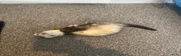 Ferret rodents for sale: (STILL AVALIABLE) Two hobs for rehoming. - Advert 4