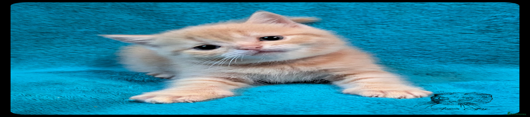 Speedy