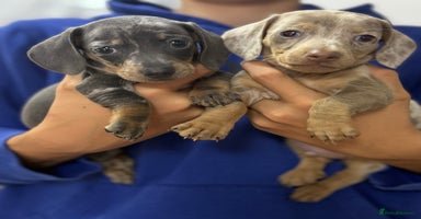 Miniature Dachshund dogs - Advert 3