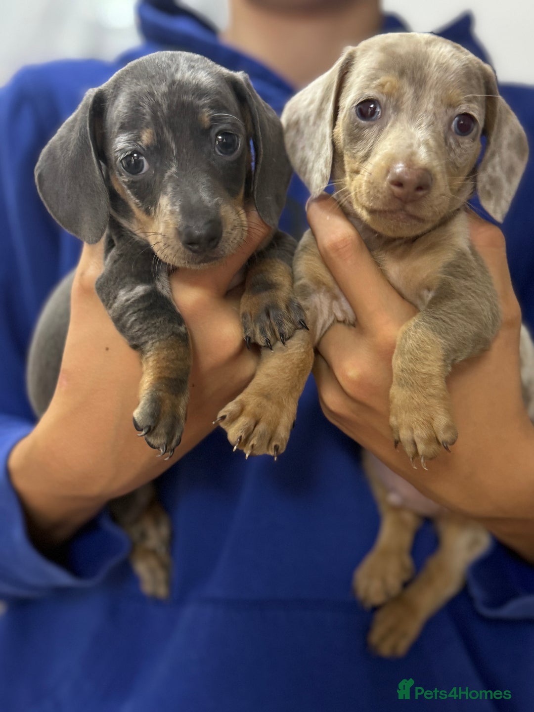 Miniature Dachshund dogs for sale: 7 stunning miniature dachshund puppies - Image 2