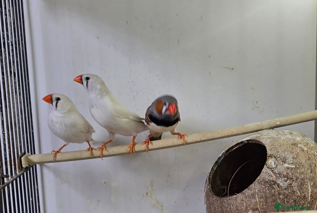 Finches birds for sale: Bengalese and zebra finch  - Image 8