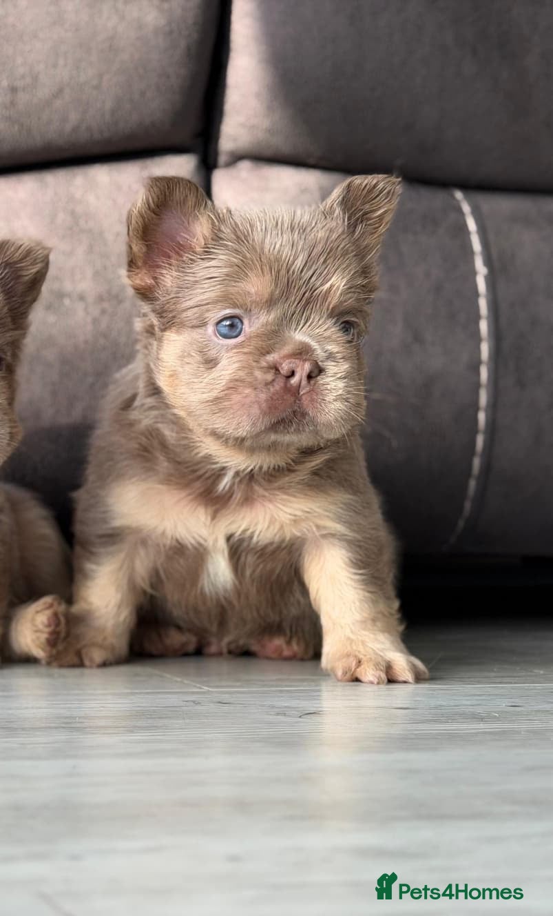 French Bulldog dogs 6 Amazing quality French bulldog pups - Advert 2