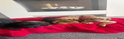 Cockapoo dogs for sale: Our Beautiful Cockapoo Puppys ❤️ - Advert 3