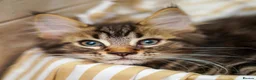 Maine Coon cats for sale: Gorgeous pure breed Mainecoon kittens ready now - Advert 15