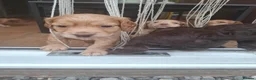 Cocker Spaniel dogs for sale: Cocker Spaniel puppies in Sutton-in-Ashfield - Advert 9