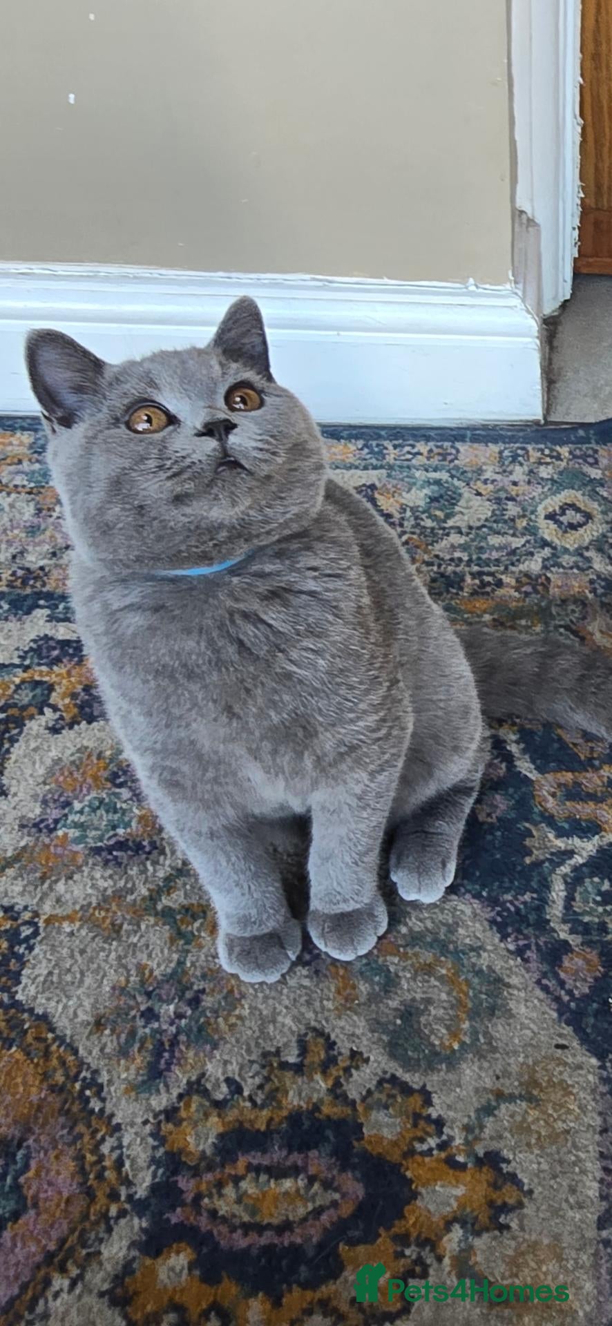 British Shorthair cats 1 Gorgeous BOY British Short Hair Kittens - Advert 11
