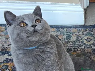 British Shorthair cats 1 Gorgeous BOY British Short Hair Kittens - Advert 11
