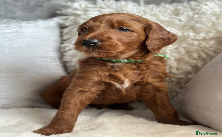 Goldendoodle dogs - Advert 2