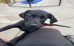 Labrador Retriever dogs for sale: BLACK LABRADOR PUPS - Image 10