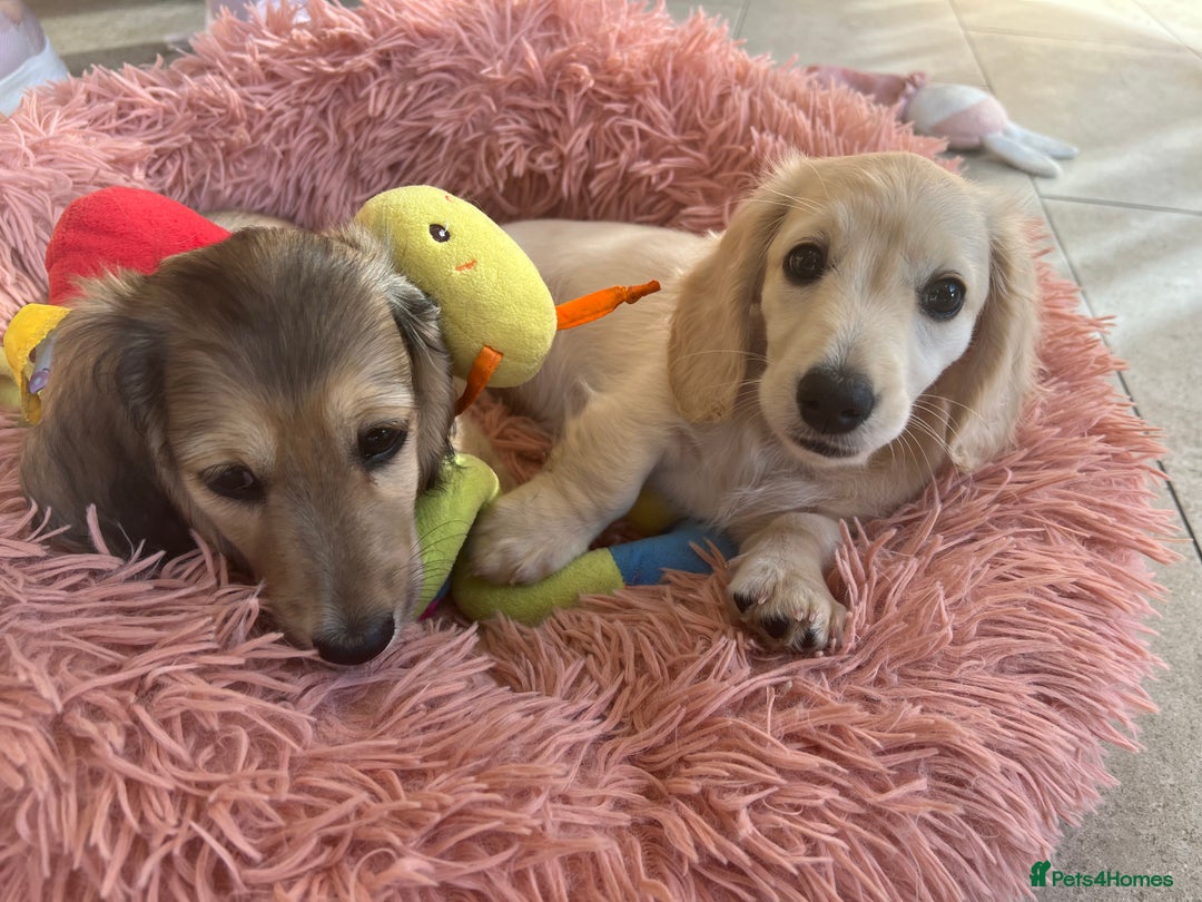 Miniature Dachshund dogs for sale: **KC REG Miniature long haired dachshund puppies** - Image 4