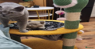 British Shorthair cats Lilac & Blue British Shorthair GCCF Pedigree - Advert 8