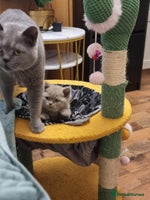 British Shorthair cats Lilac & Blue British Shorthair GCCF Pedigree - Advert 4