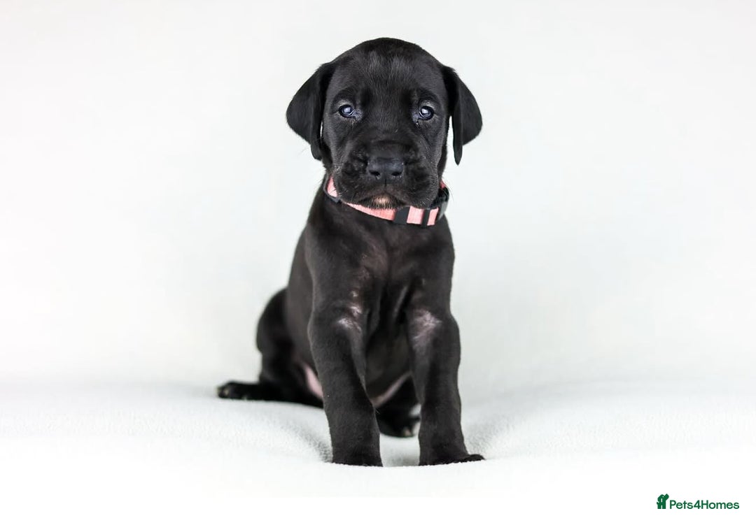 Great Dane dogs for sale: Waiting List Open - Advert 5