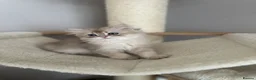 British Longhair cats for sale: British longhair little cuties - Advert 11