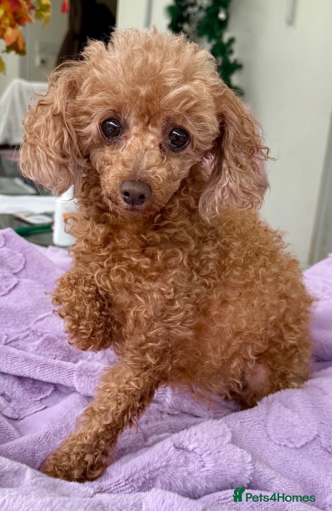 Miniature Poodle dogs for adoption: Eva & Tyson – Left Behind in Silence - Image 2