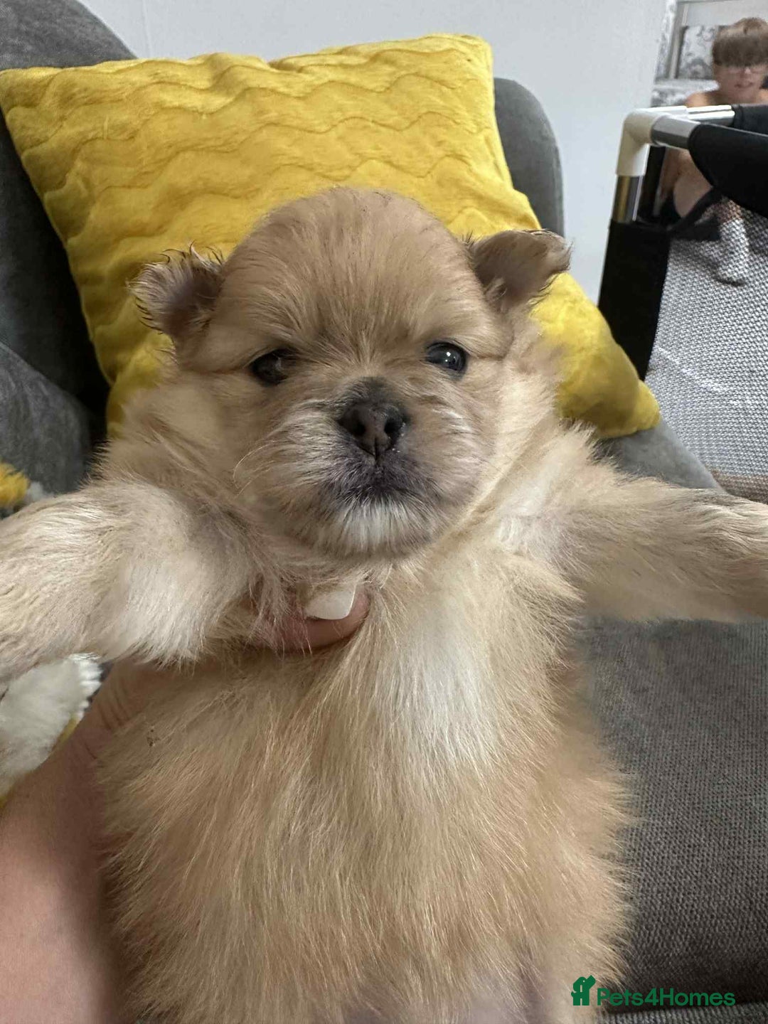 Pomeranian dogs for sale: Beautiful Pomeranian puppies amazing rare colours - Image 4