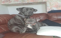 Cane Corso dogs for sale: Cane Corso looking for his new home. - Image 4