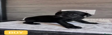 Labrador Retriever 6