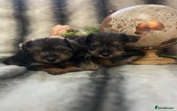 Mixed Breed dogs for sale: Norfolk terrier cross pups - Advert 3
