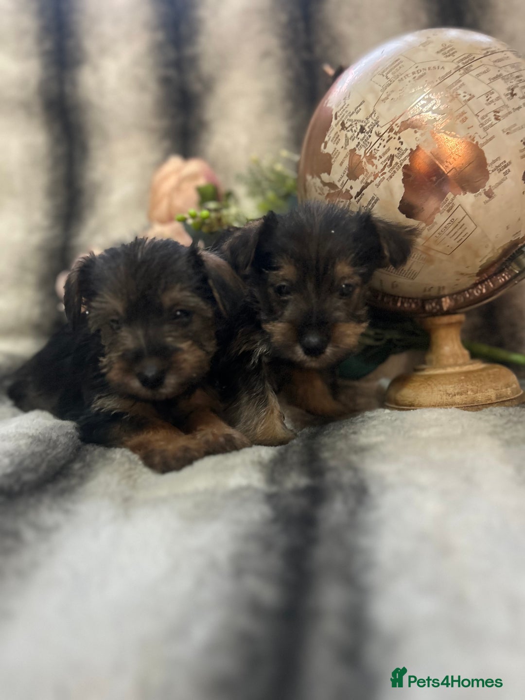 Mixed Breed dogs for sale: Norfolk terrier cross pups - Advert 3