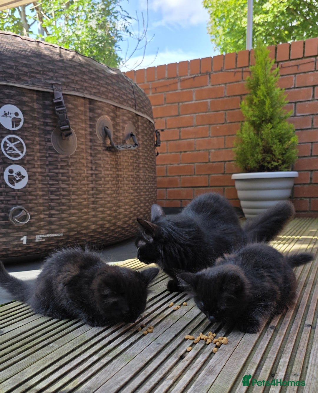 Turkish Angora cats for sale: Turkish Angora Kittens – Playful Boy & Girl - Image 8
