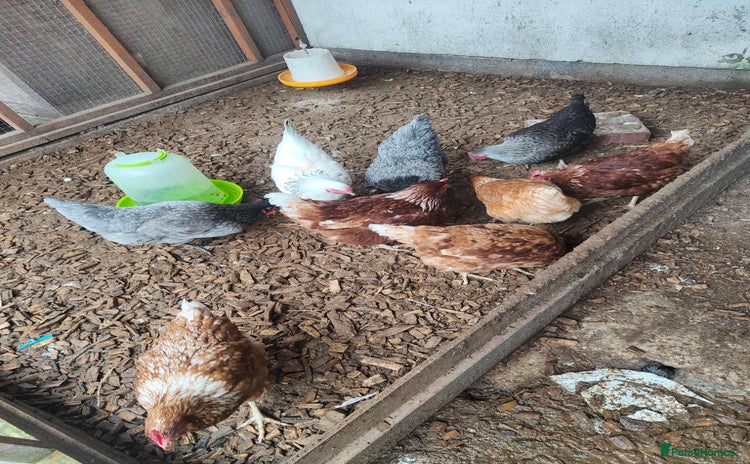 Chickens poultry - Advert 1