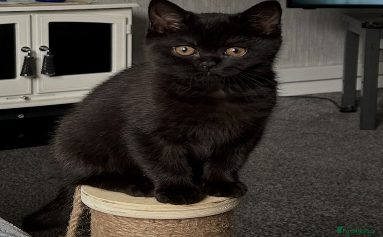 British Shorthair cats - Advert 4