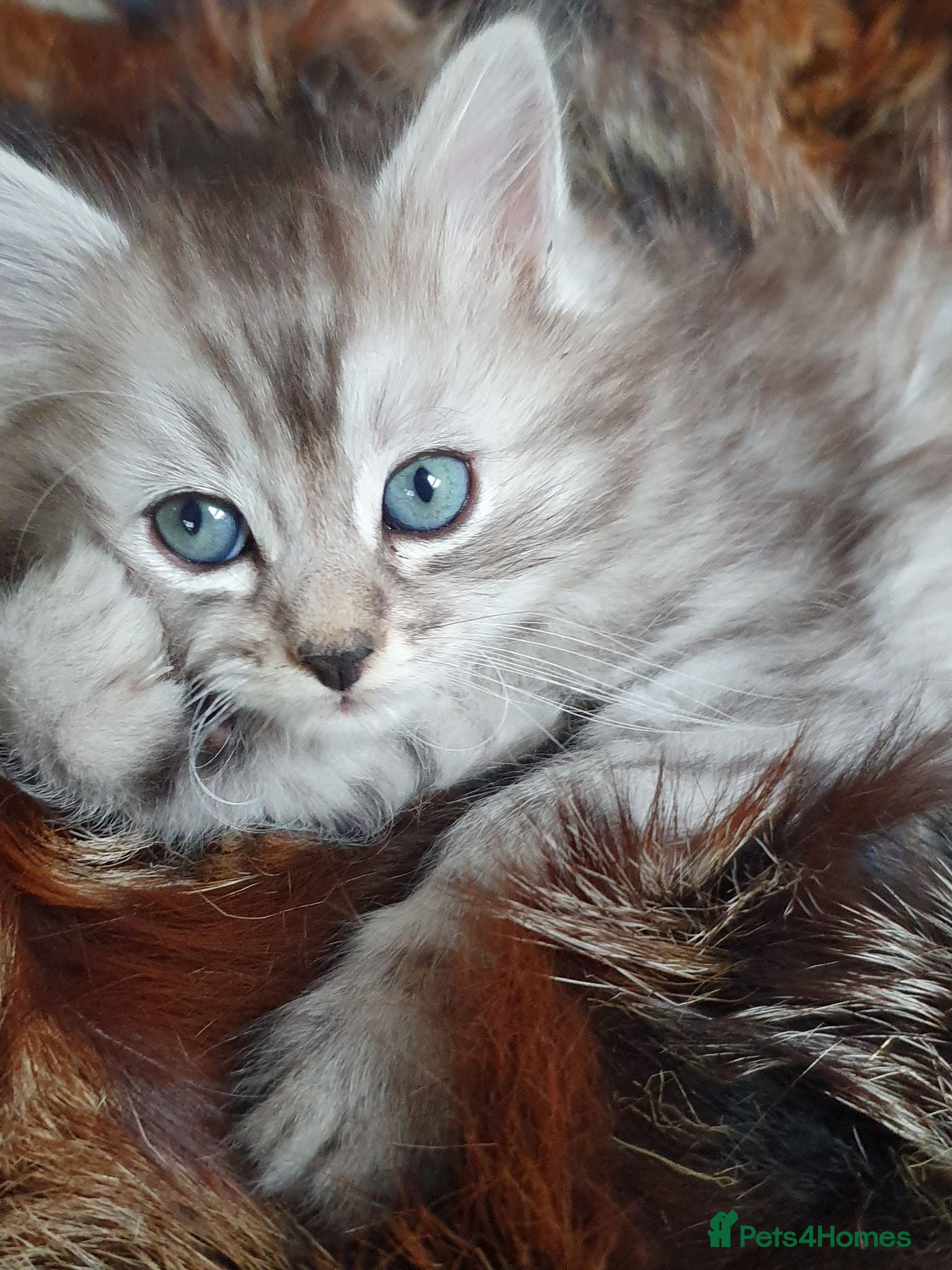 Mixed Breed cats Maine coon cross Norwegian Forest kittens - Advert 2