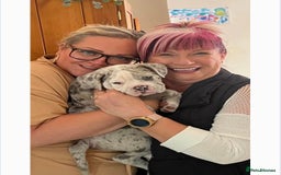 Olde English Bulldogge dogs for stud: BLUE MERLE OEB FOR STUD  in Leeds - Image 15