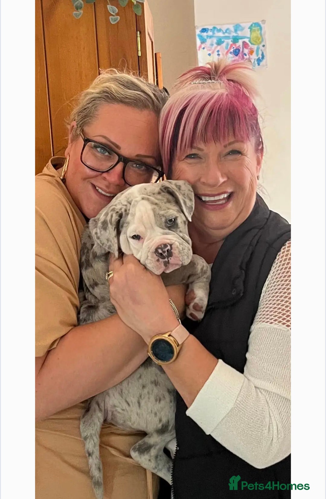 Olde English Bulldogge dogs for stud: BLUE MERLE OEB FOR STUD  in Leeds - Image 15