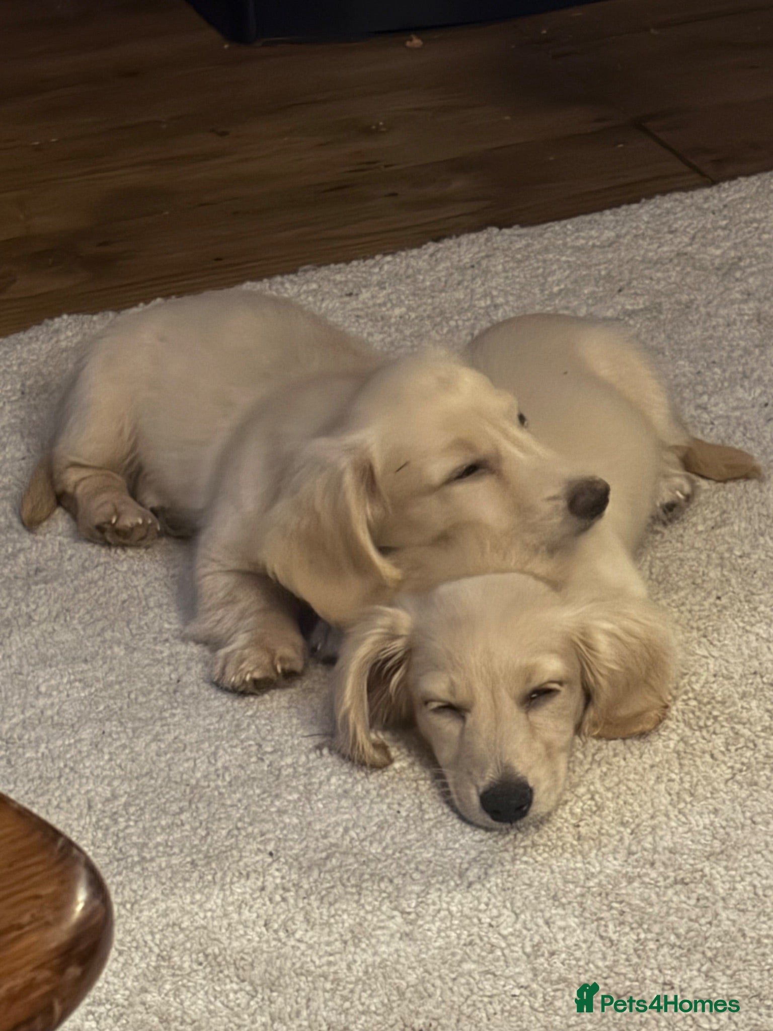 Miniature Dachshund dogs READY! 2 boys left! 💙 Cream Long Haired Pups KC - Advert 1