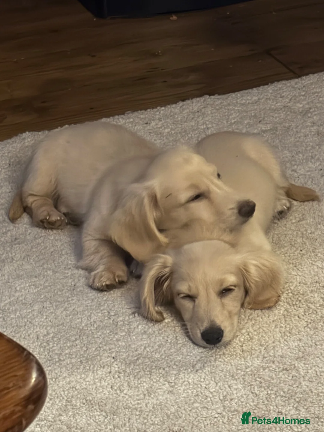 Miniature Dachshund dogs for sale: READY! 2 boys left! 💙 Cream Long Haired Pups KC - Advert 1