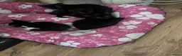 Mixed Breed cats for sale: Tess01 Sooty in Oldbury - Advert 7