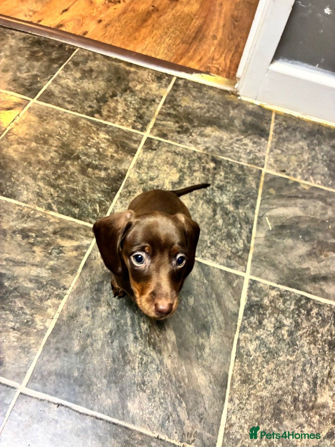 Dachshund dogs for sale: Dachshund puppies  - Image 4