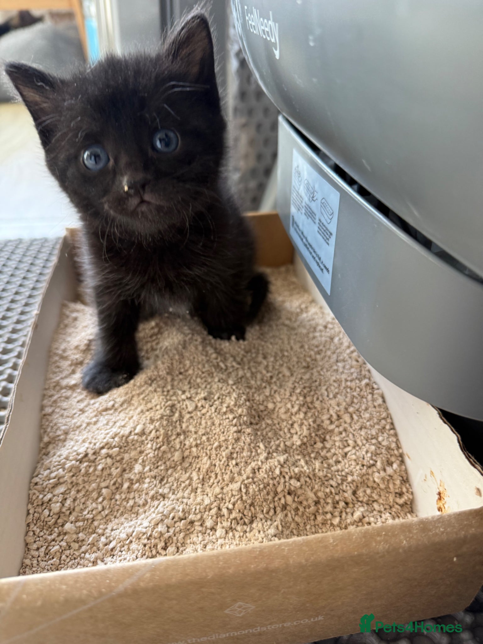 Mixed Breed Kitten 4