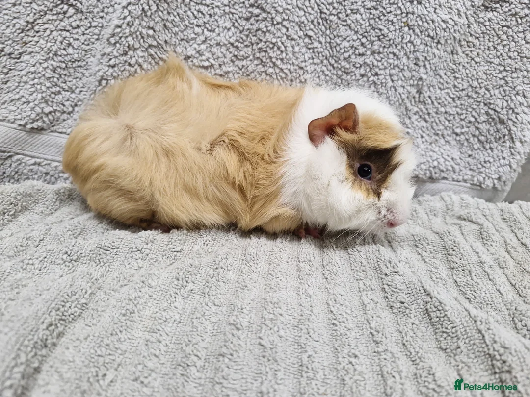 Guinea Pig rodents for sale: Male baby guinea pigs - Ready to leave   - Advert 4