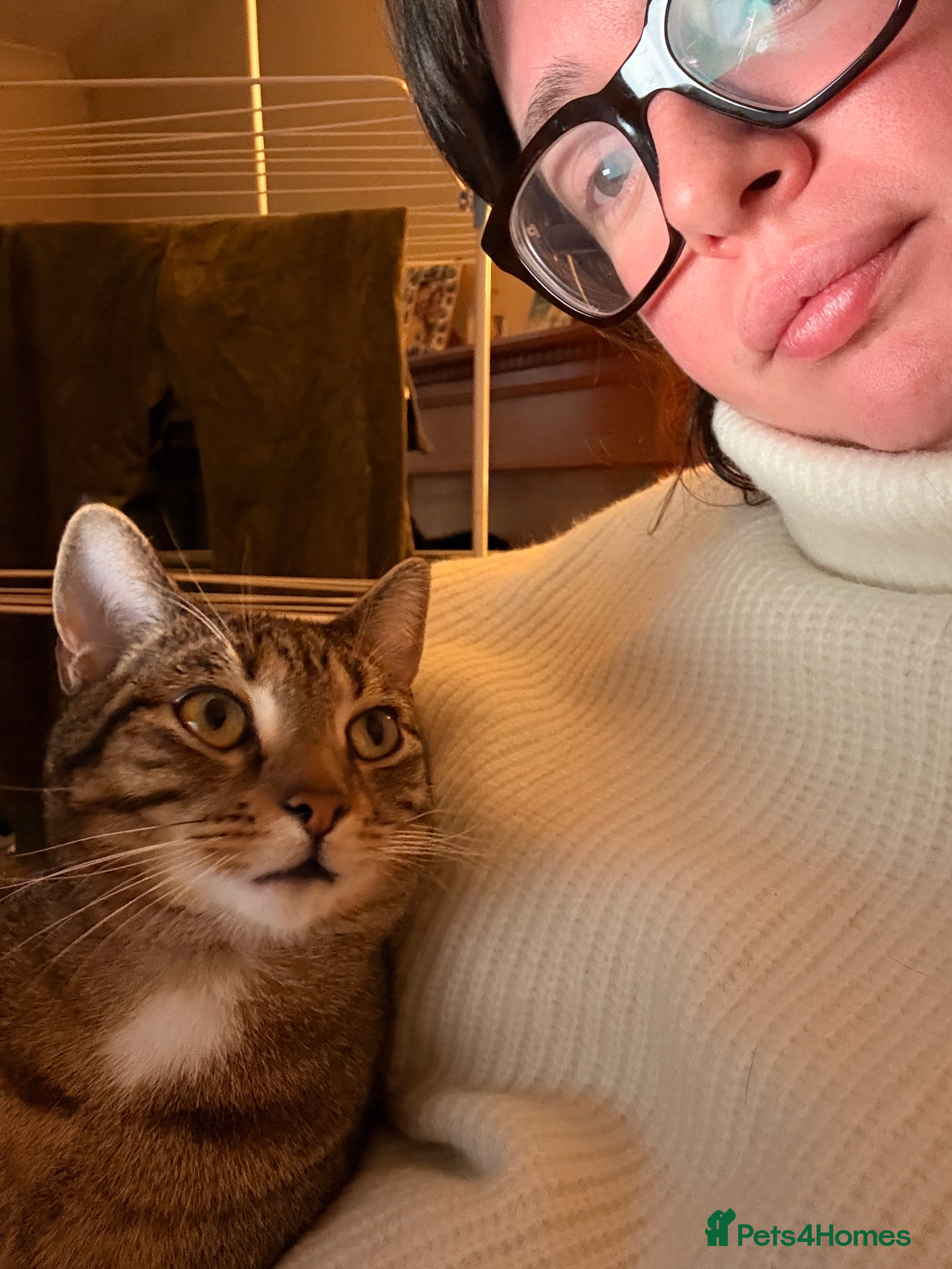 British Shorthair cats Jeffery Goldblum - Advert 1