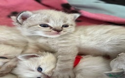 Ragdoll cats for sale: 🐾 Ragdoll kittens - ONE MALE TWO FEMALE LEFT 🐾 - Image 13
